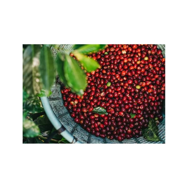 Costa Rica zrnková káva 250 g - náhled 2