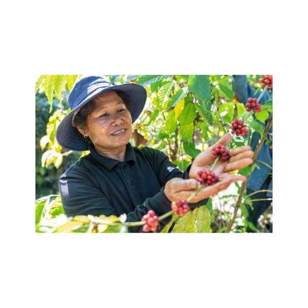 Vietnam zrnková káva 250 g - náhled 3