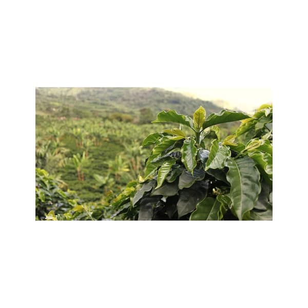 Colombia zrnková káva 250 g - náhled 2
