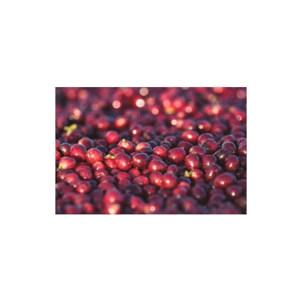 Brazil Santos zrnková káva 500 g - náhled 4