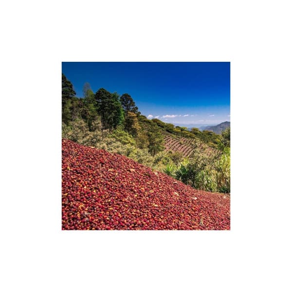 Honduras zrnková káva 500 g - náhled 3