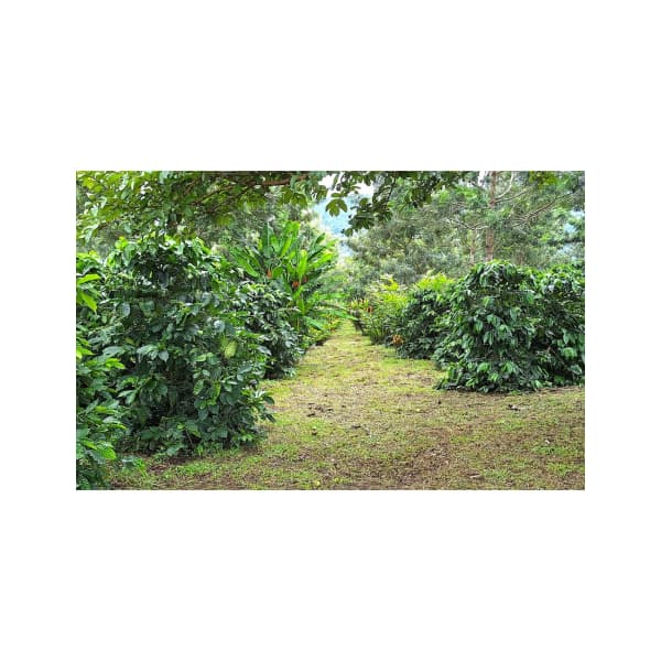 Honduras zrnková káva 250 g - náhled 2