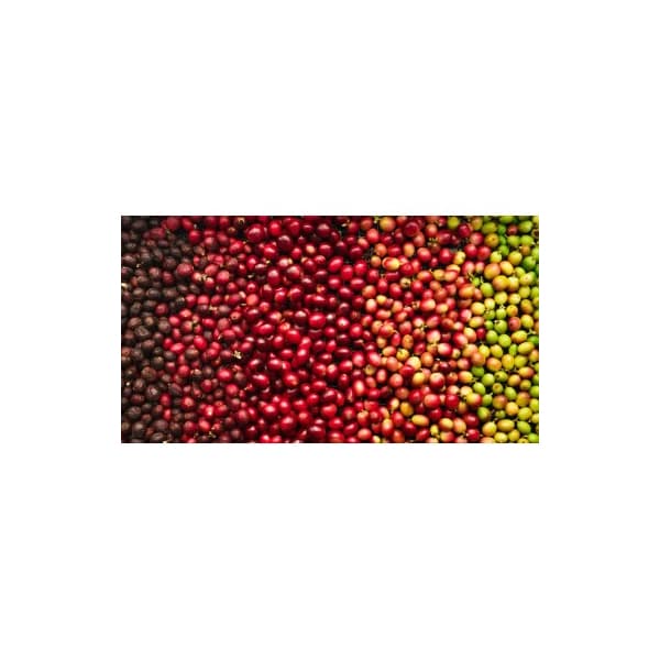 Papua zrnková káva 500 g - náhled 3