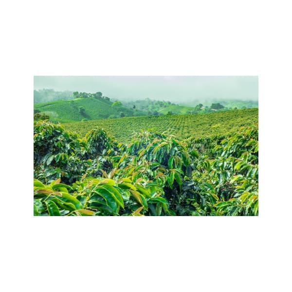 Guatemala zrnková káva 250 g - náhled 2