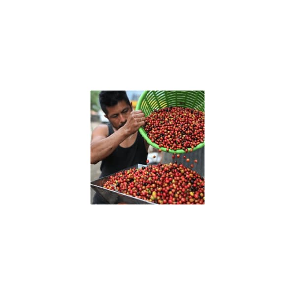 Guatemala zrnková káva 250 g - náhled 3