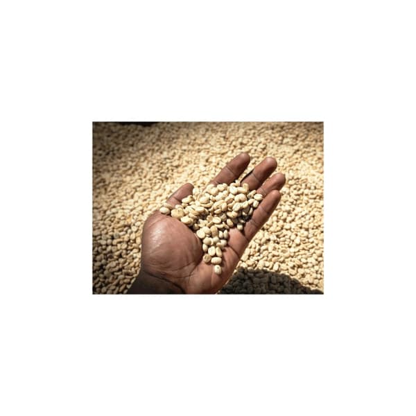 Etiophia Sidamo zrnková káva 250 g - náhled 4