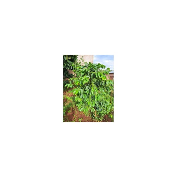 Tanzania zrnková káva 250 g - náhled 3