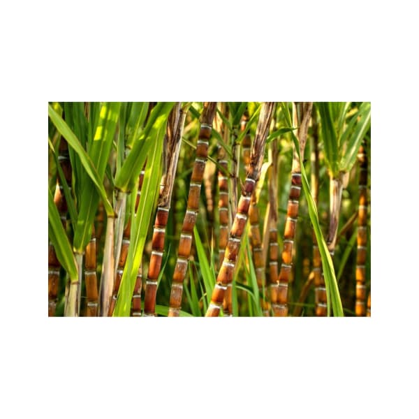 COLOMBIA SUGARCANE DECAF - zrnková káva 250 g - náhled 3
